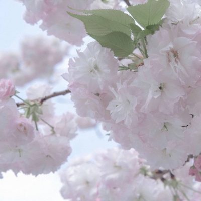 囊谦福瑞交流群